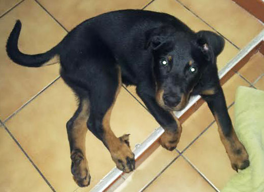 domainedelalicorne.fr Elevage de beauceron chiot beauceron pure race élevage du clos de la licorne elevage des gardiens de la licorne elevage beauceron noir et feu authentique gros gabarits élevage de Beauceron familial sérieux et qualité domainedelalicorne.fr suivi des chiots conseil d’éducation chiot propre bas rouge santé caractère spécialiste du beauceron noir et feu ou arlequin chien rustique berger de France  nos chiots sont élevés avec amour et attention notre passion au service de la qualité Beauceron de qualité et sportif domaine de la licorne 04380 BARRAS élevage en liberté éleveur berger de beauce élevage de beauceron de travail 